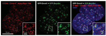 Fig_2GFP-Booster